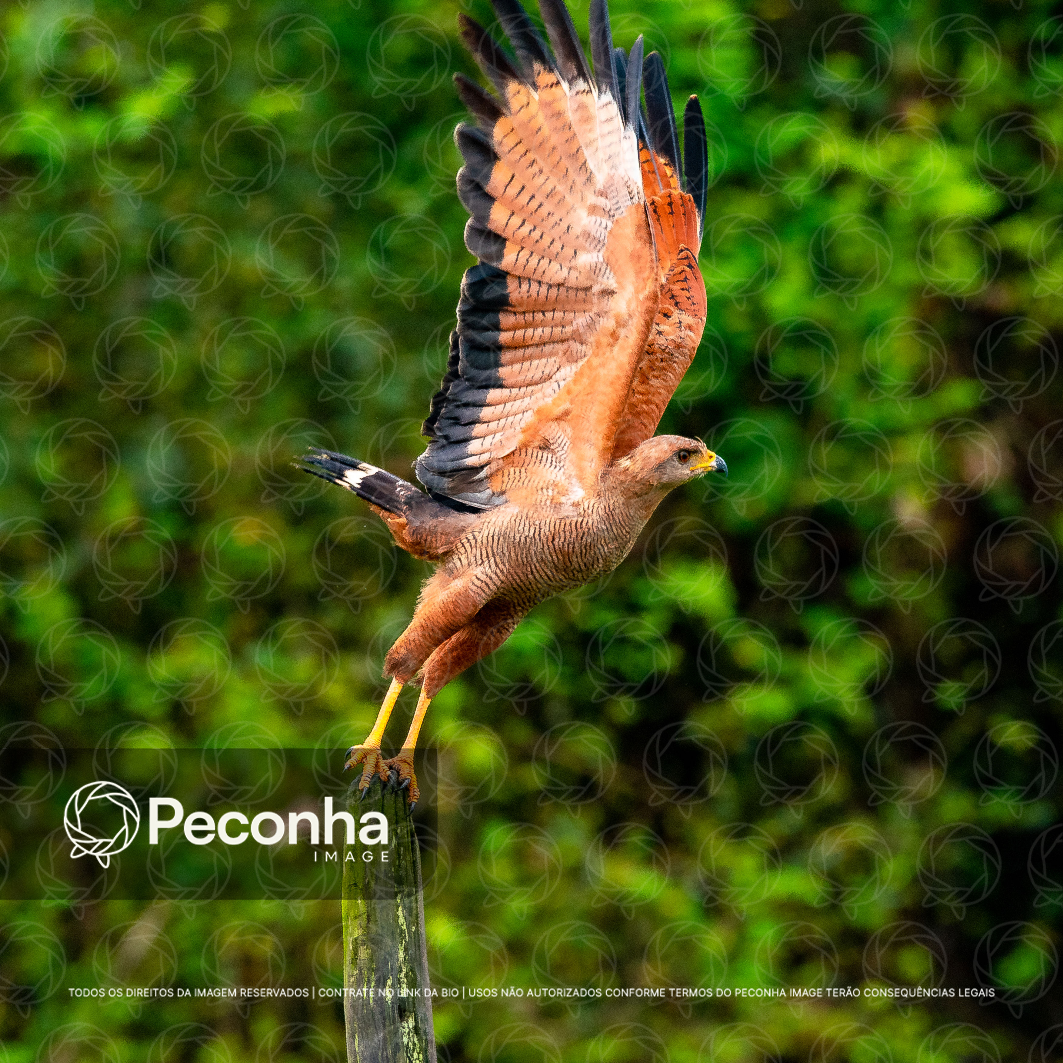 Gavião-belo (Buteogallus meridionalis) levantando voo na Amazônia