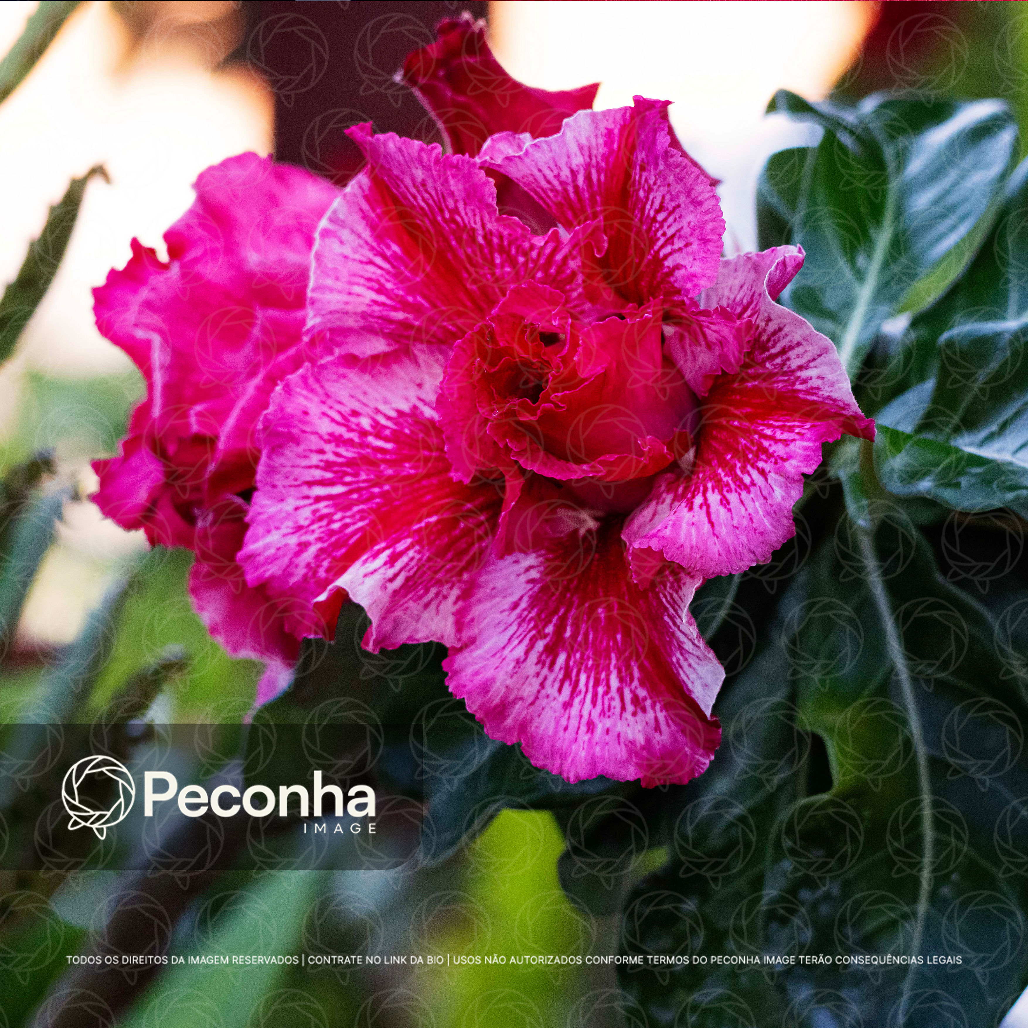 Rosa do Deserto (Adenium obesum)
