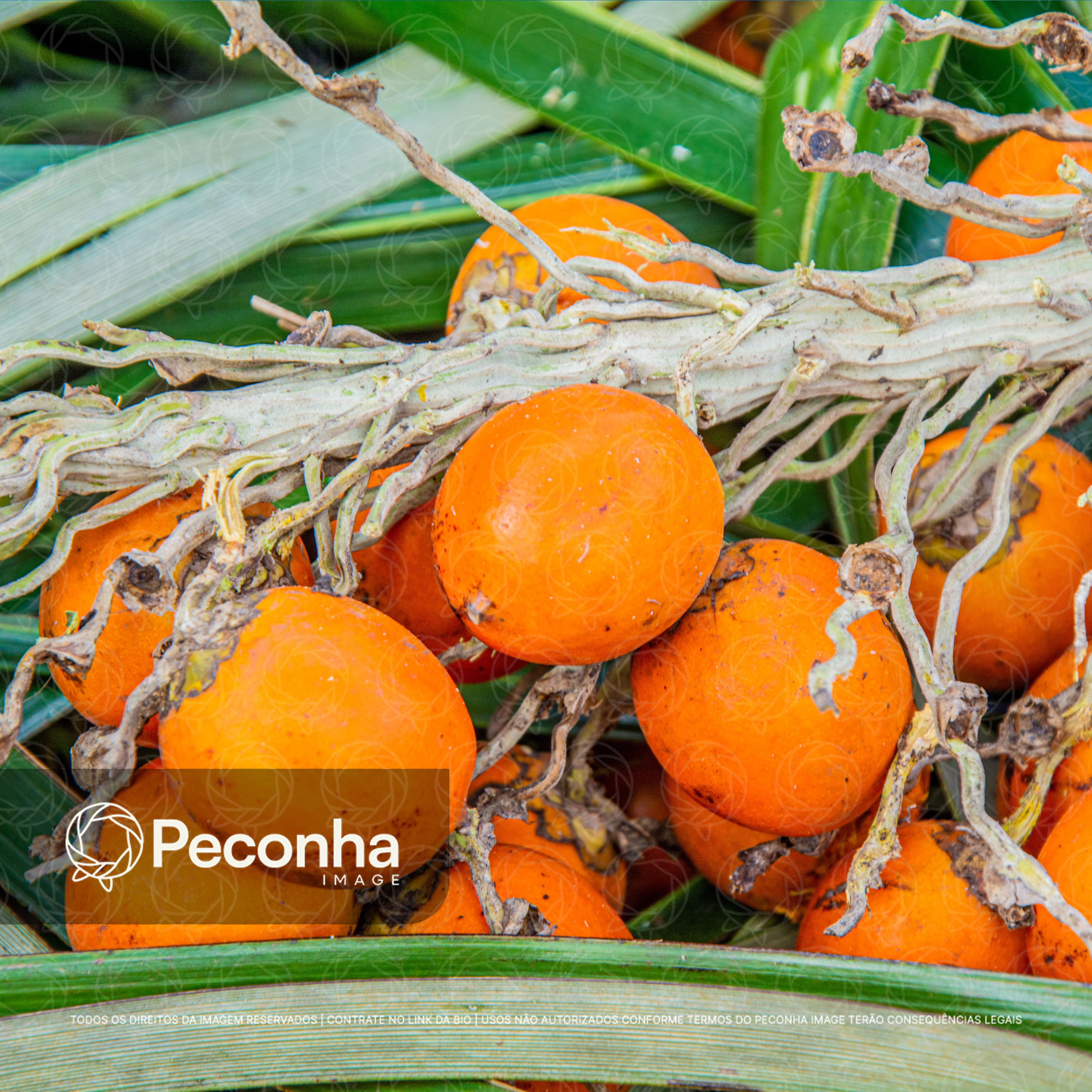 Frutos de pupunha maduros amazônicos