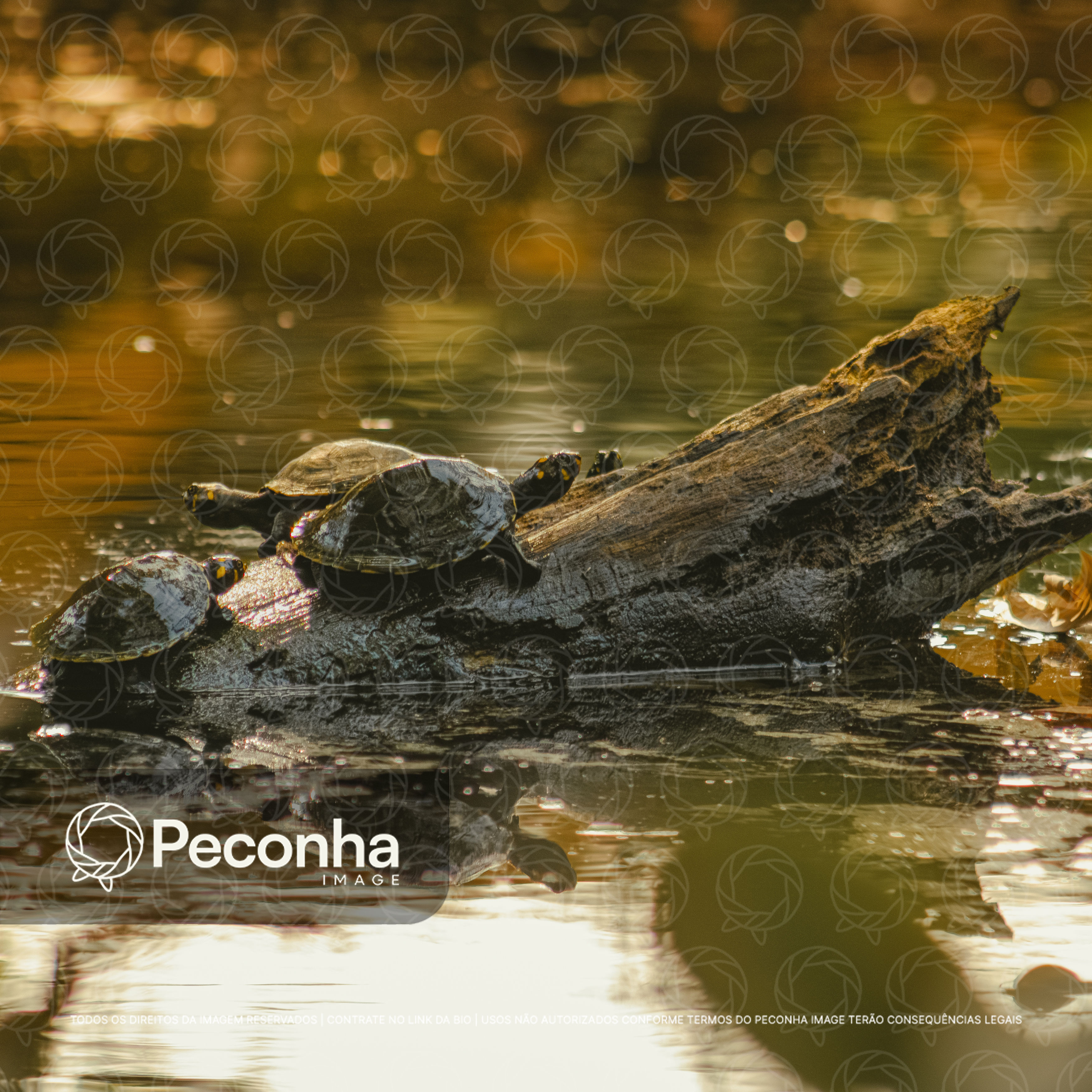 Tracajás (Podocnemis unifilis) em tronco na Amazônia