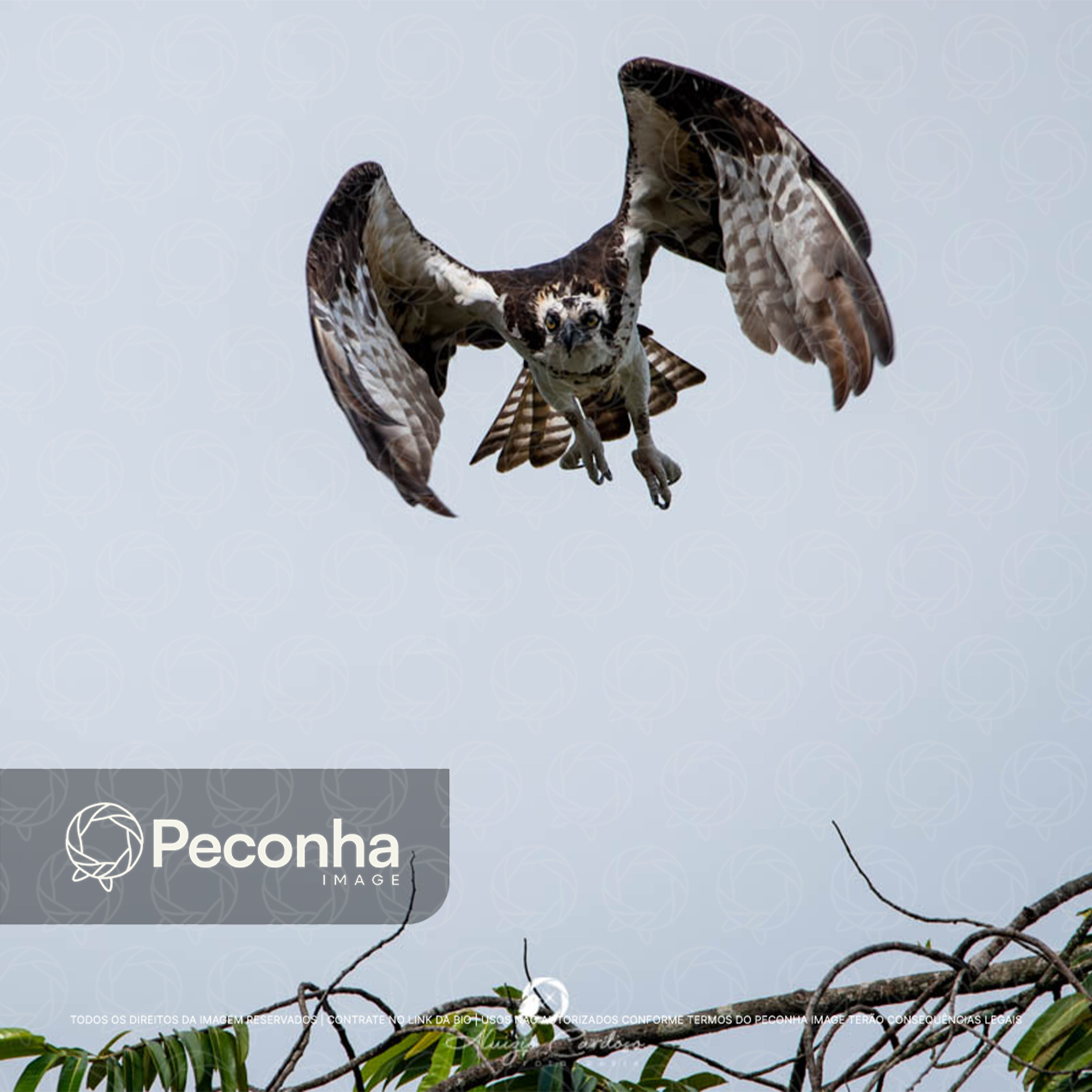 Águia-pesqueira (Pandion haliaetus)