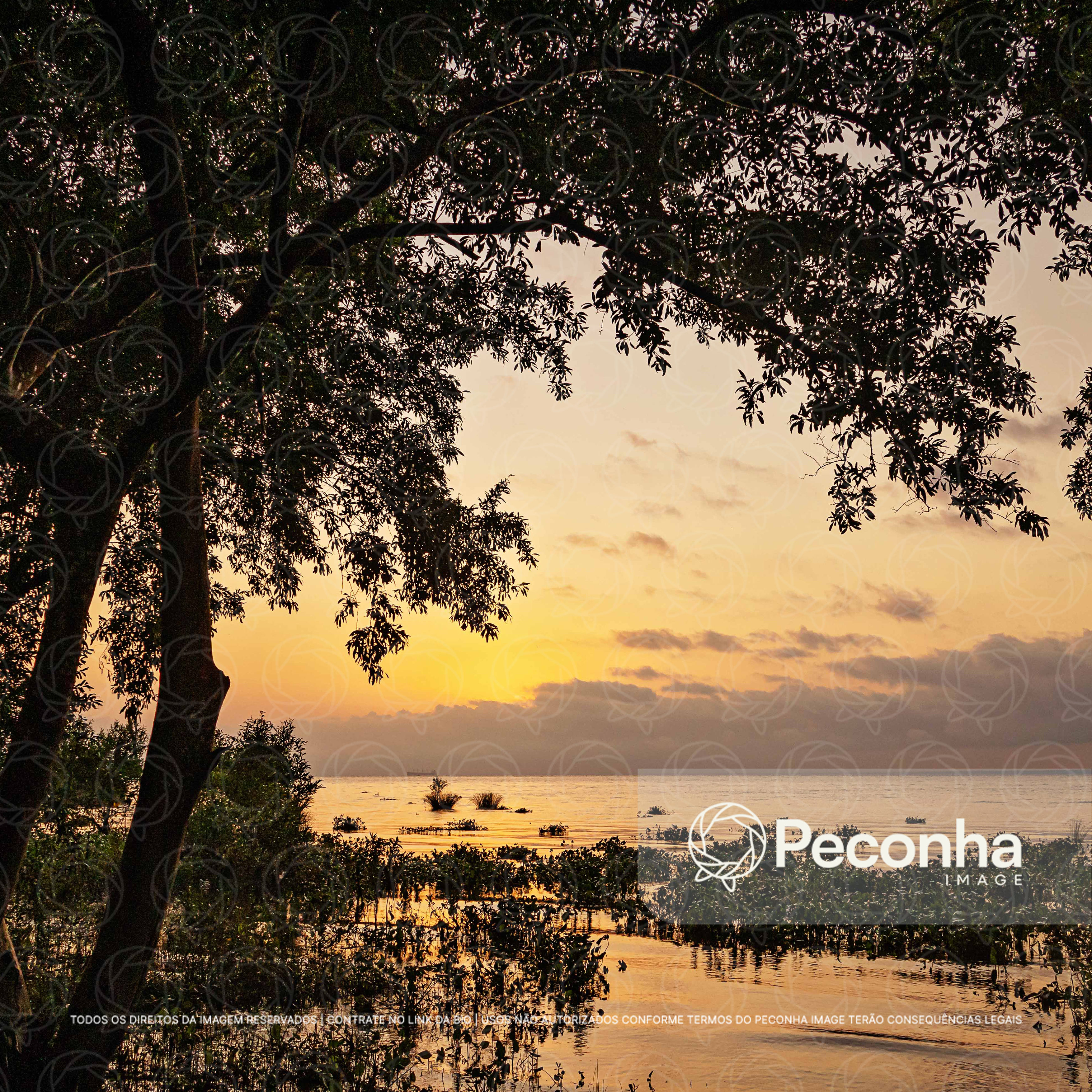 Ocaso em tons de sépia, com silhuetas de árvores e vegetação aquática