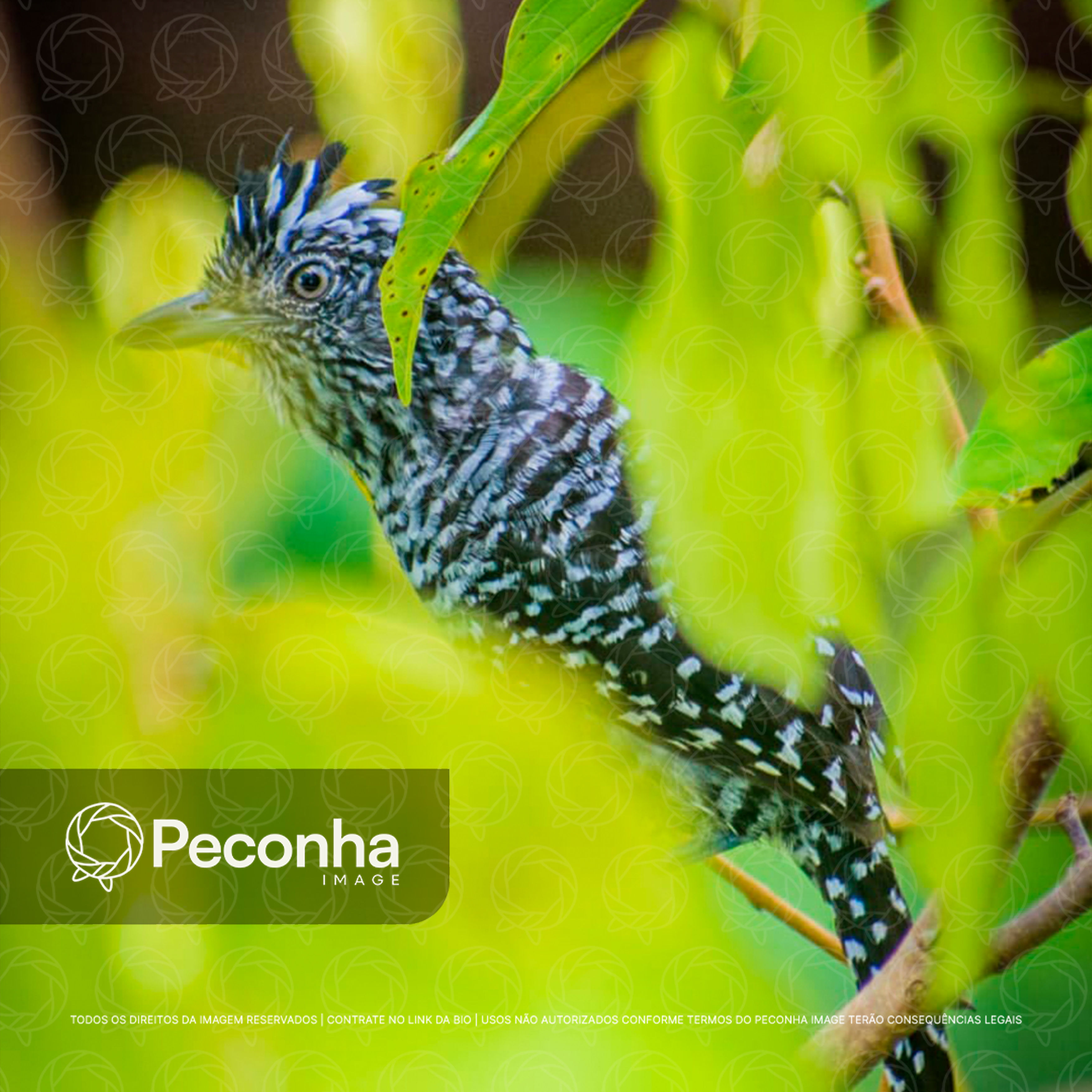 Choca-barrada (Thamnophilus doliatus)