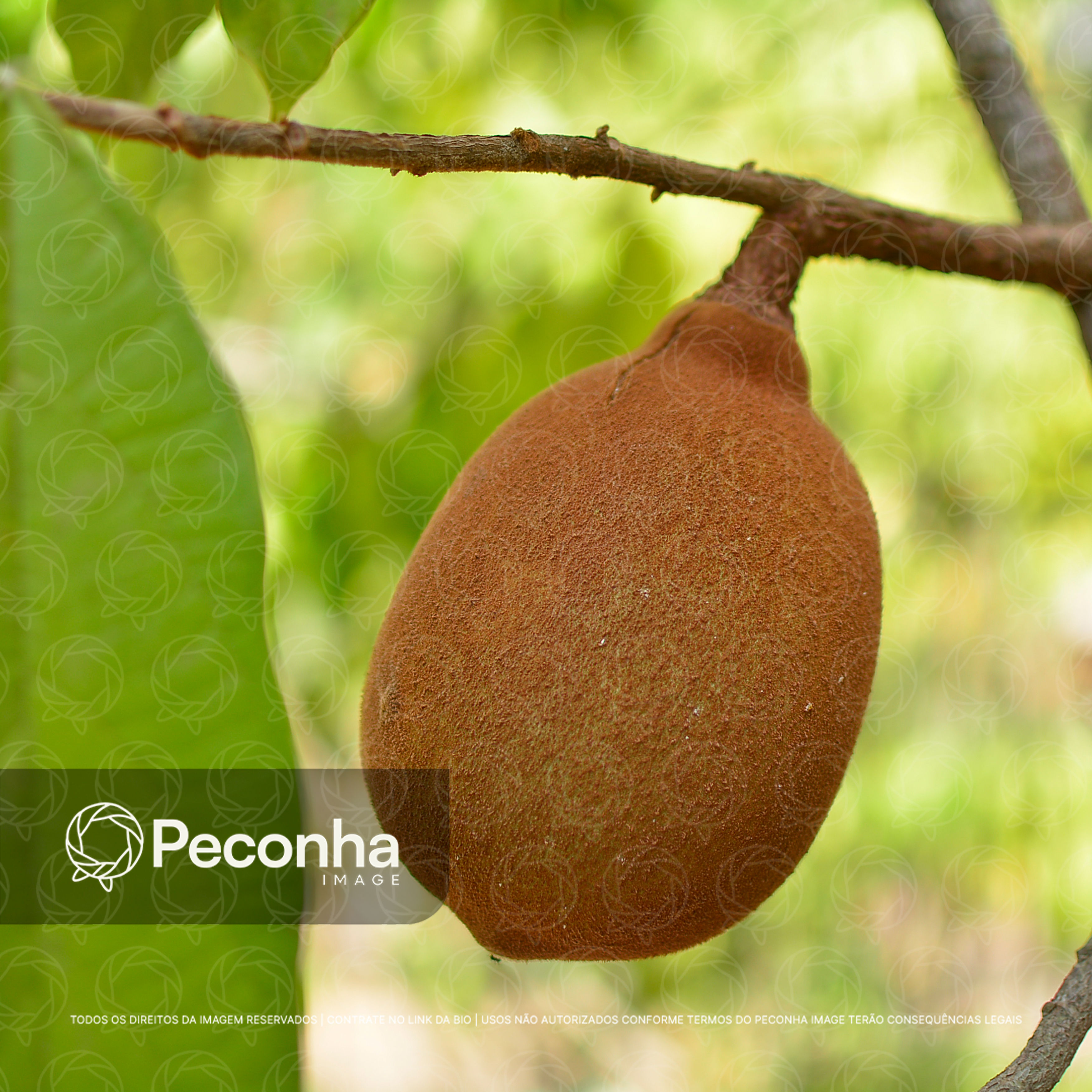 Fruto de cupuaçu na árvore