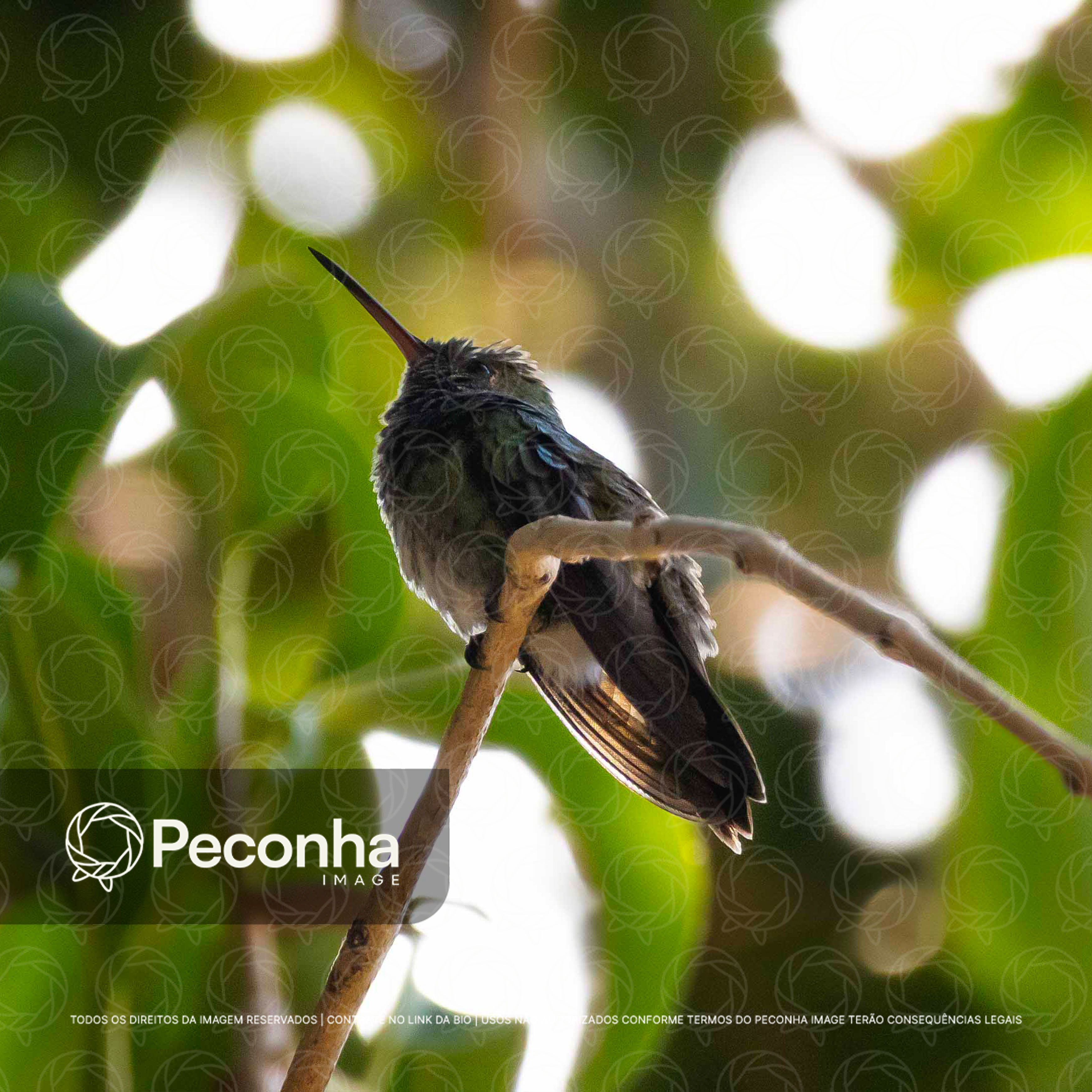 Esmeralda-de-cauda-azul (Chlorostilbon mellisugus)