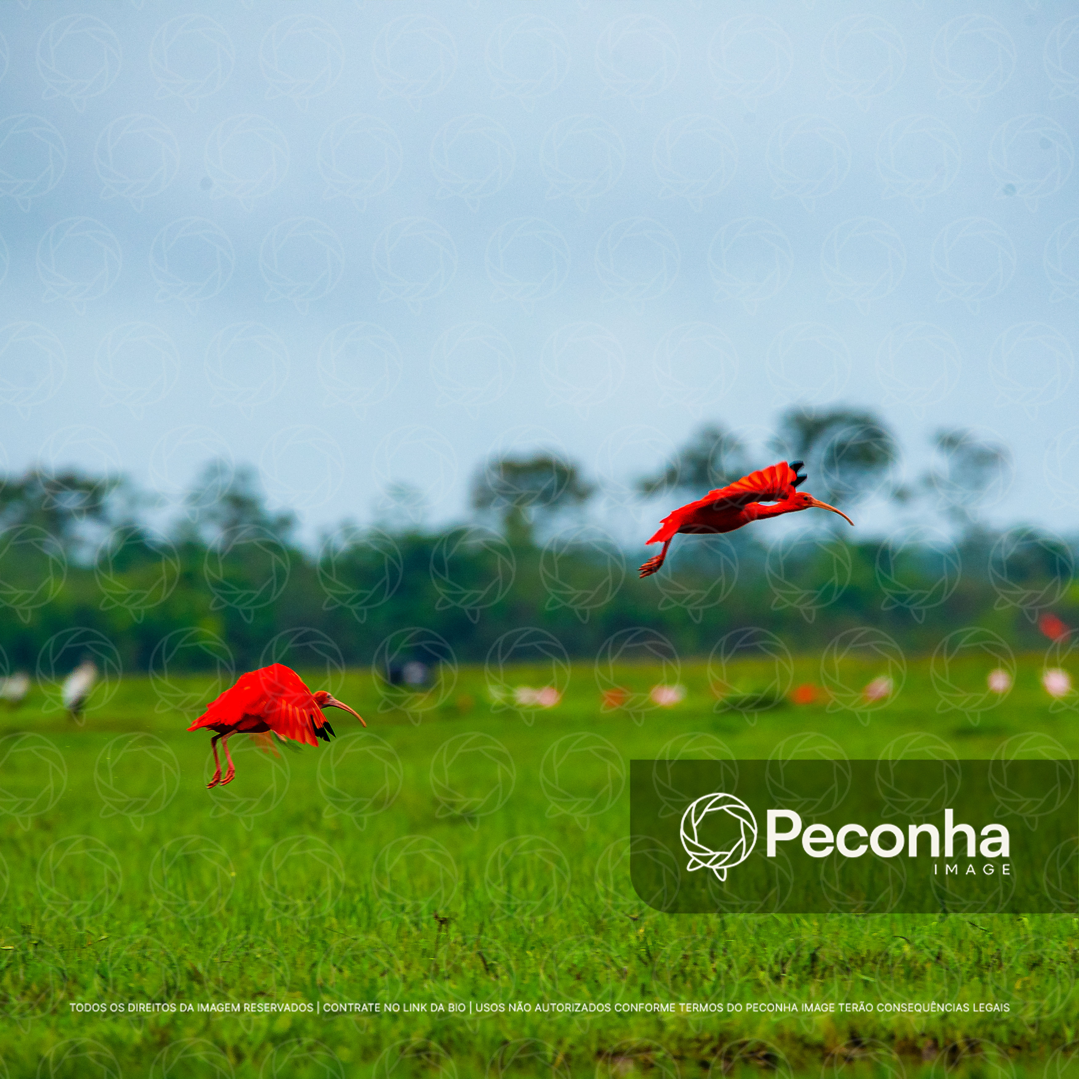 Guarás (Eudocimus ruber) voando no campo amazônico