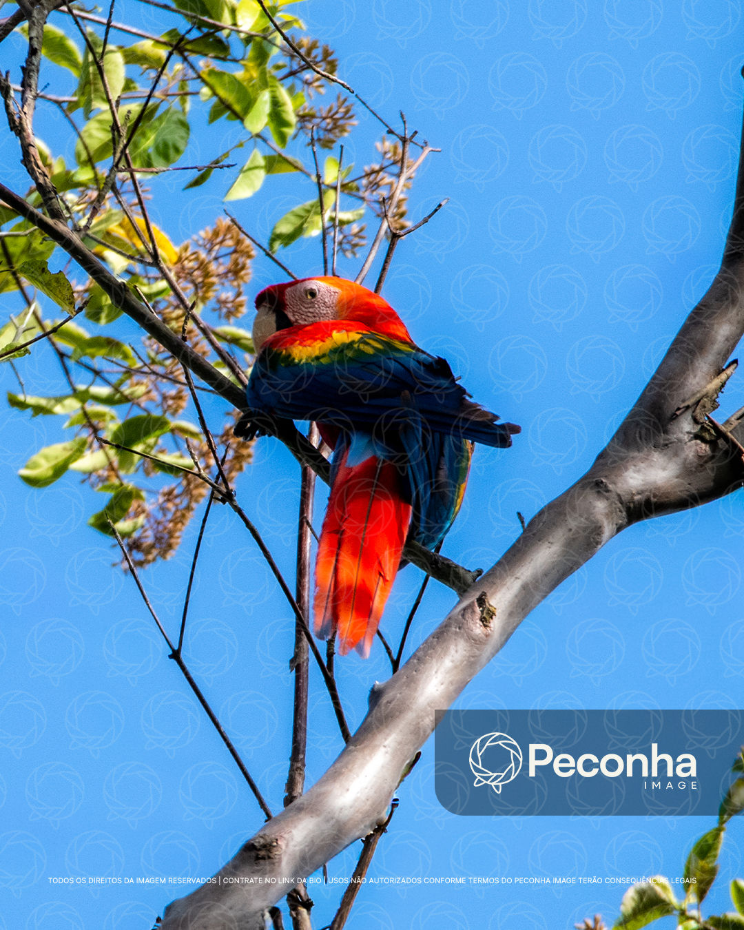 Arara-macau (Ara macao) na floresta amazônica