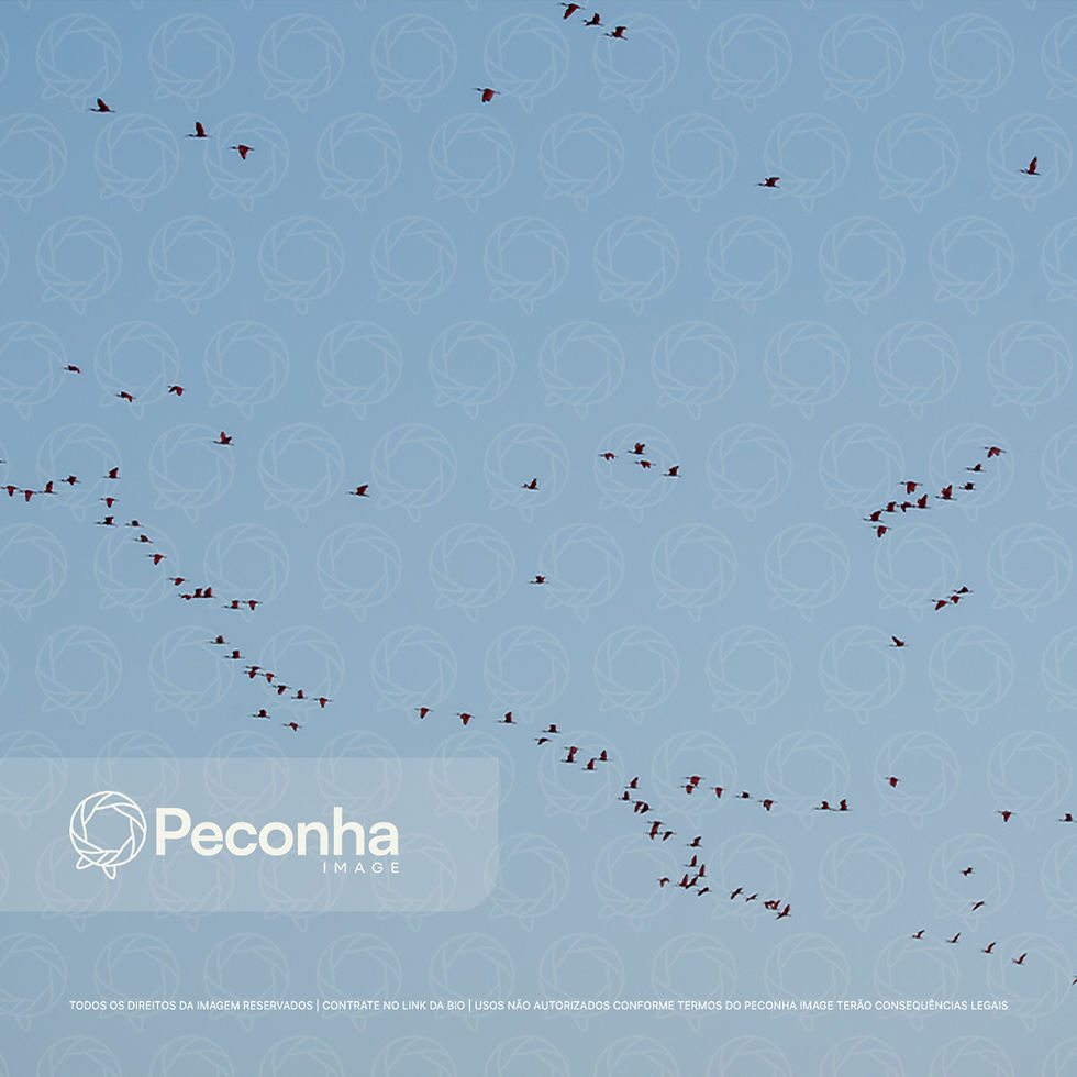 Guarás (Eudocimus ruber) voando em grupo