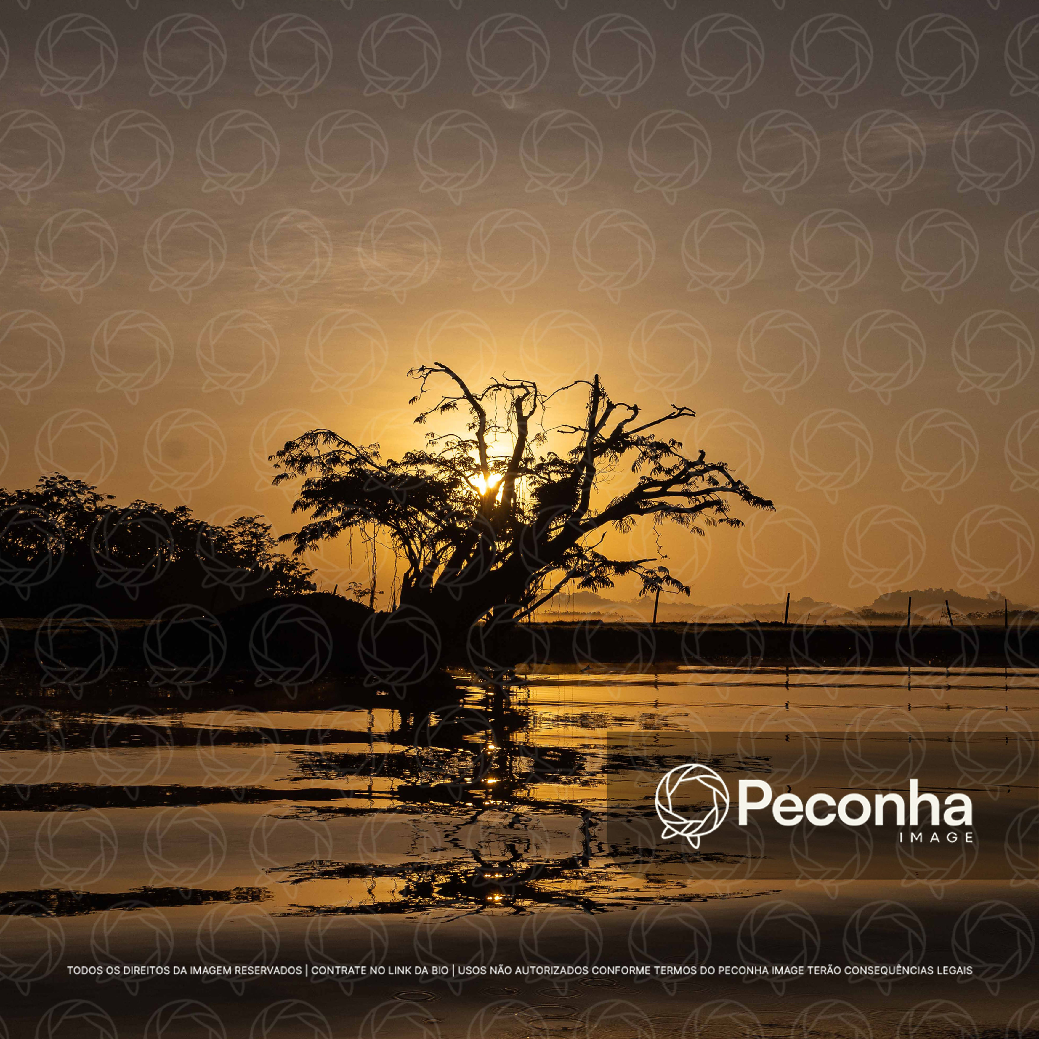 Silhueta de árvore sobre água espelhada ao pôr do sol