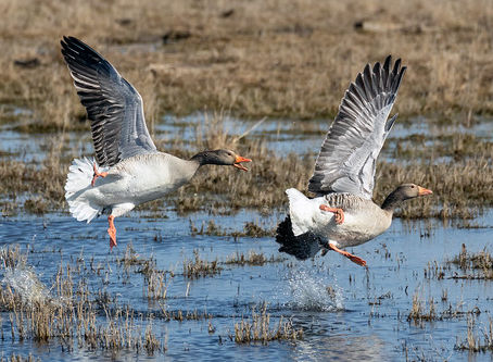 Wirst du gerne beratschlagt? Wie wir bessere, aktive Zuhörer werden.
