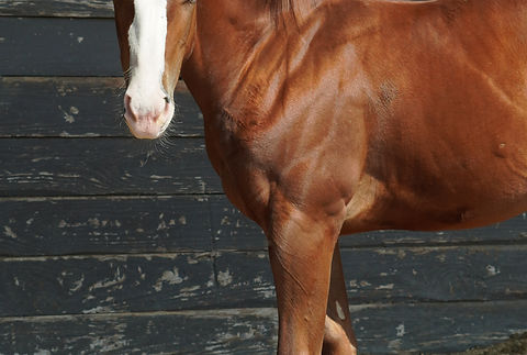 Peppy Cat x Dont stop believing .JPG