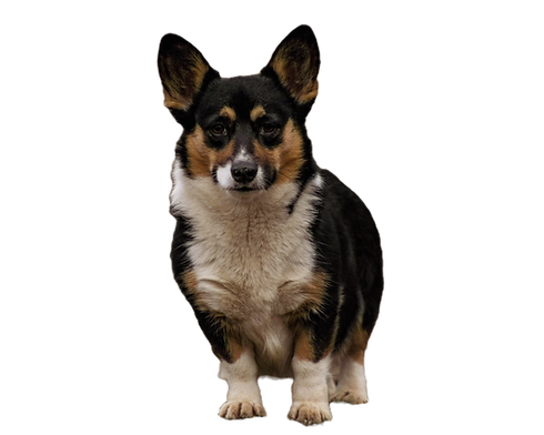 black headed tri corgi female
