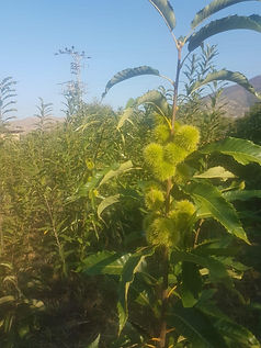 kestane fidanı