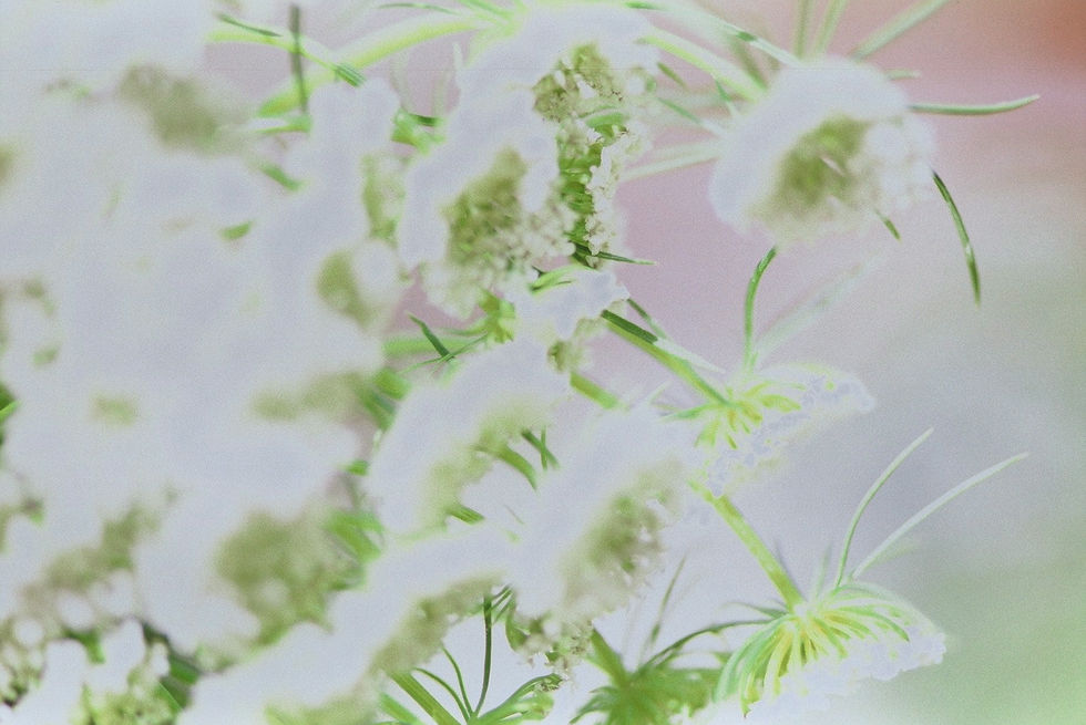 Analogue photograph of white flowers and green stems in soft light by Kerry-Jane Lowery