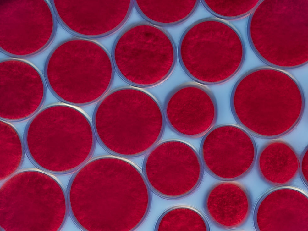 Wide-angle view of red microalgae growing in clear shallow cultivation trays