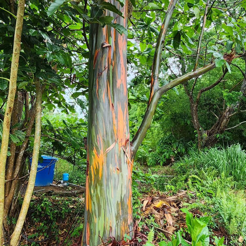 Look at this amazing tree in Puerto Rico!