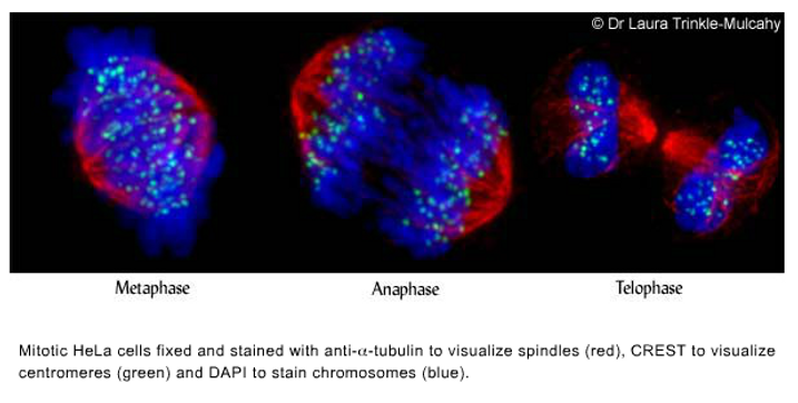 mitotic.PNG