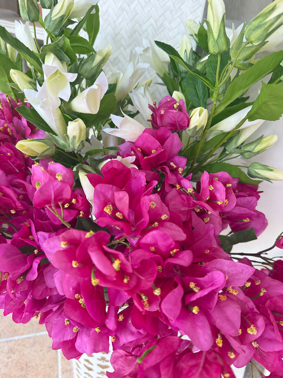 Miniatura: bouganvillea fuscia