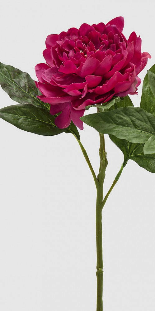 Miniatura: peónia rosa