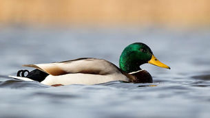 Just Ducky!