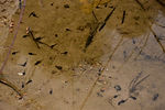 Tadpoles