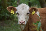 What a beautiful calf