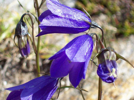 Trauma verstehen: Der Weg zurück zu dir selbst