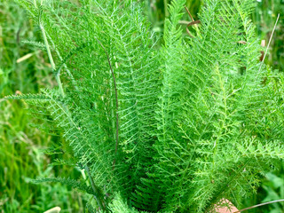 Yarrow-The Lifesaving Backyard Medicinal