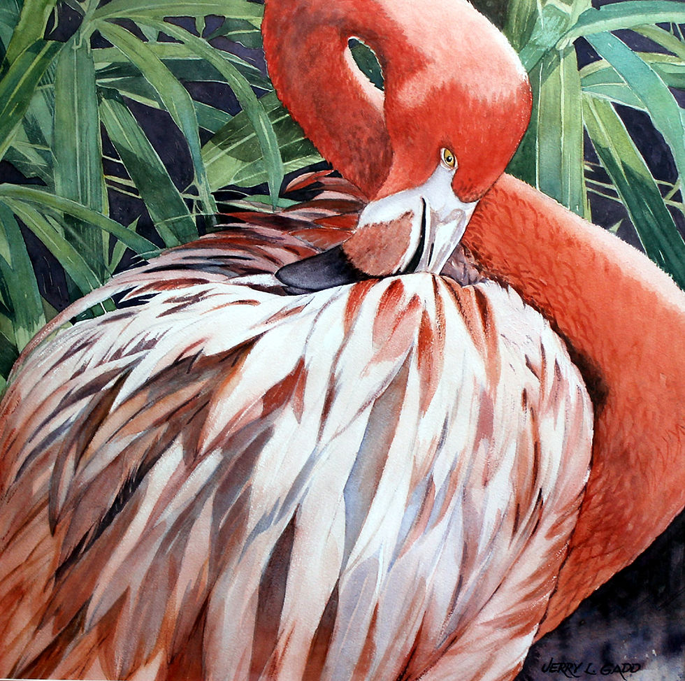 Preening Flamingo