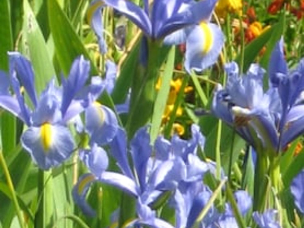 Monet's Flowers No. 9