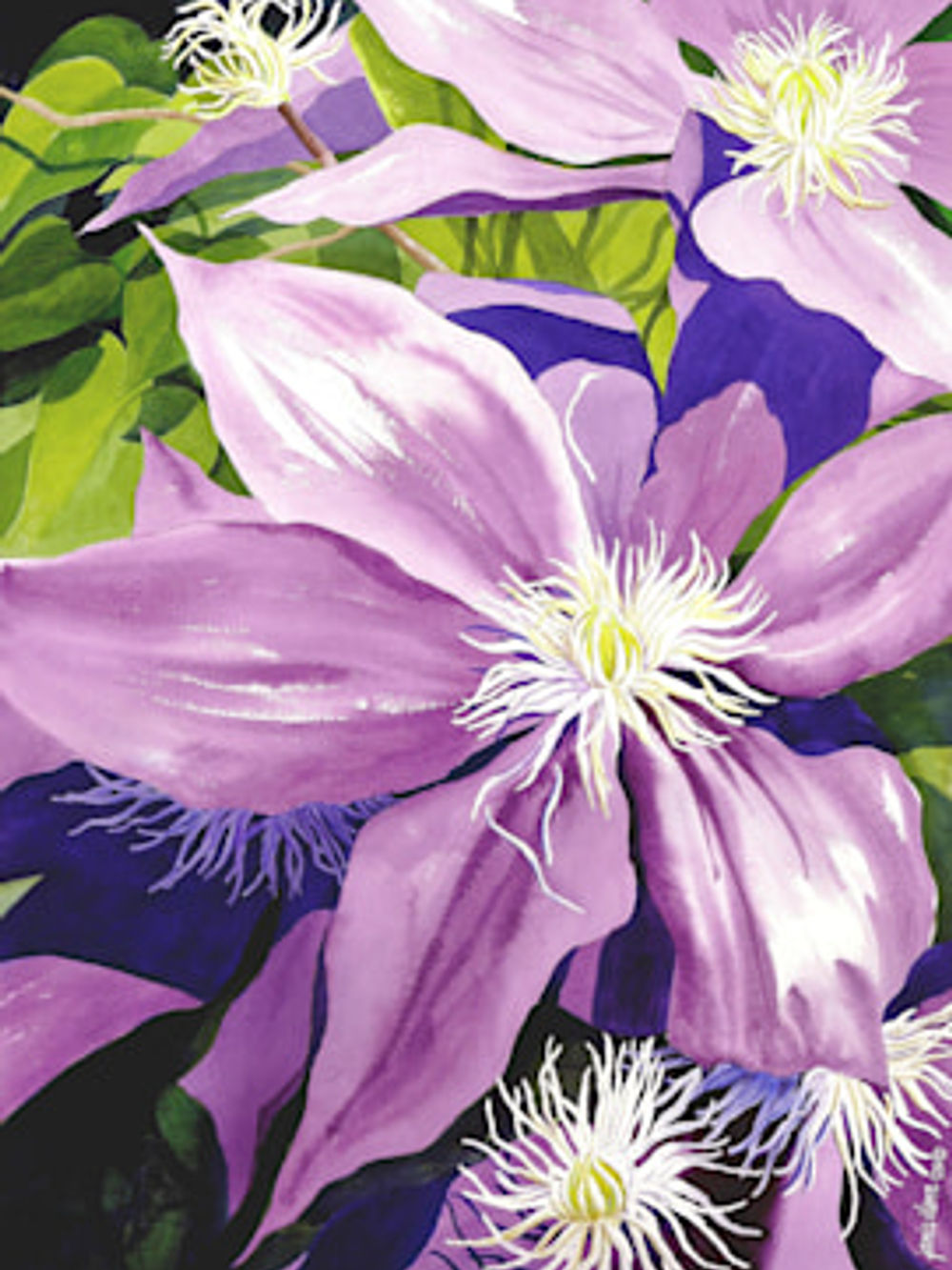 Purple Clematis in Sunlight