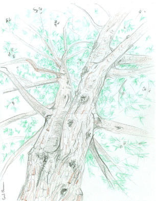 dessin aux crayons de couleurs d'un  pin ; tronc, contre plongée