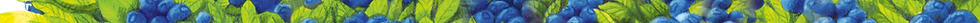 BB_blueberry.bush.strip.png