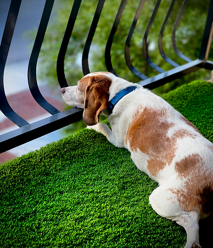 Dog on pet-friendly artificial turf in Las Vegas