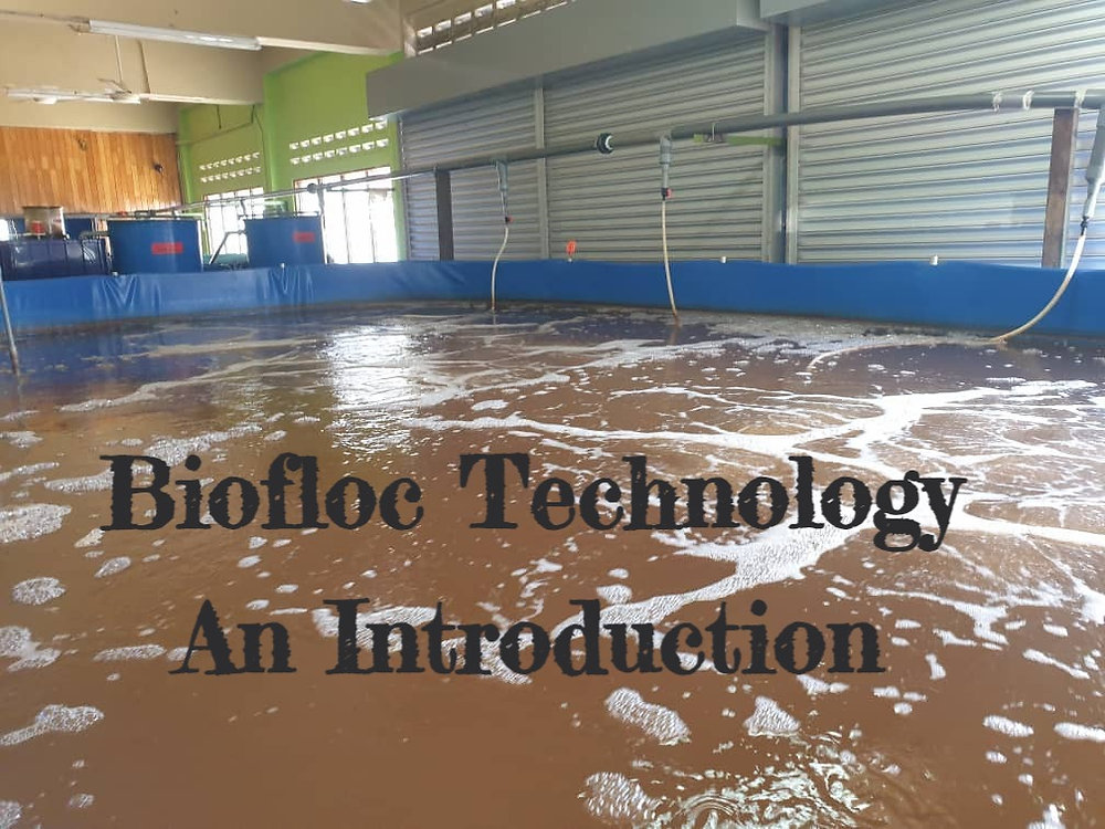 INTRODUCTION TO BIOFLOC SYSTEM