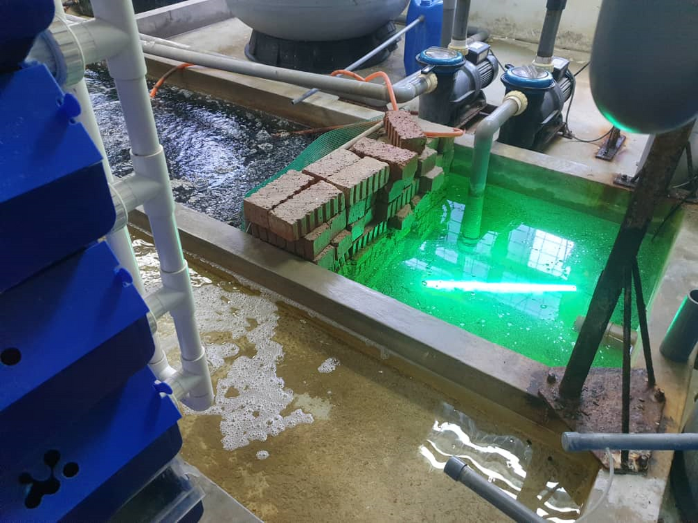 Probiotic: How to harness the power of beneficial microbes.