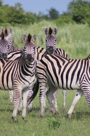 Zebra everywhere - Botswana.JPG
