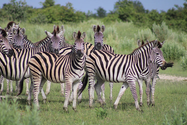 Zebra everywhere - Botswana.JPG