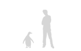 gentoo-penguin_size.gif