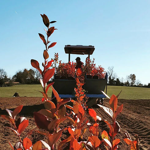 tractor blueberry.jpg