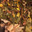Thumbnail: IMBOLC Offerings ~ gods, goddess, winter, ritual, altar, apothecary
