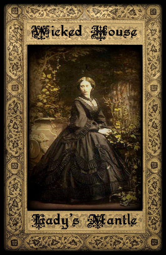 Thumbnail: The Herb Cupboard ~ Lady's Mantle Leaf