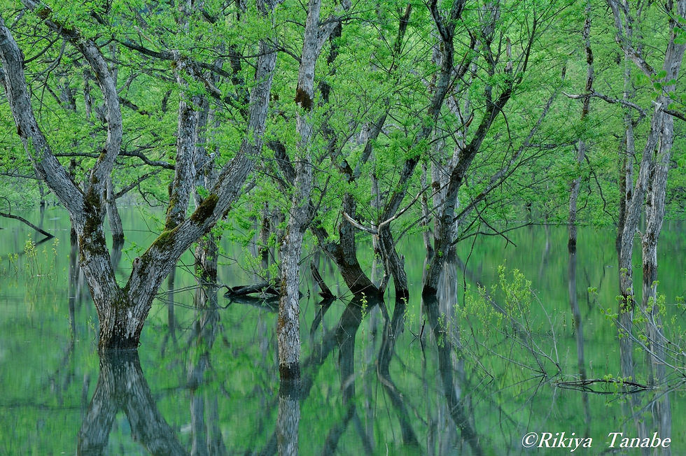 「」　山形県・飯豊町・白川湖