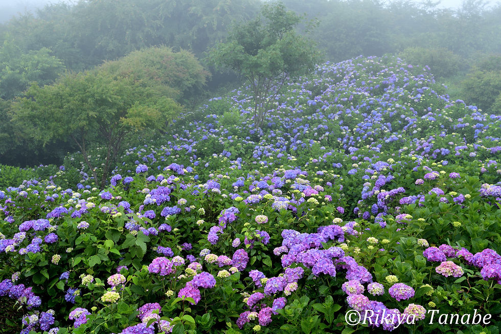 「」埼玉県・皆野町