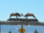 ree