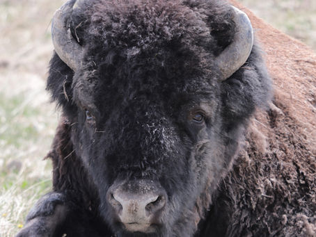 Bison