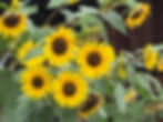 ree