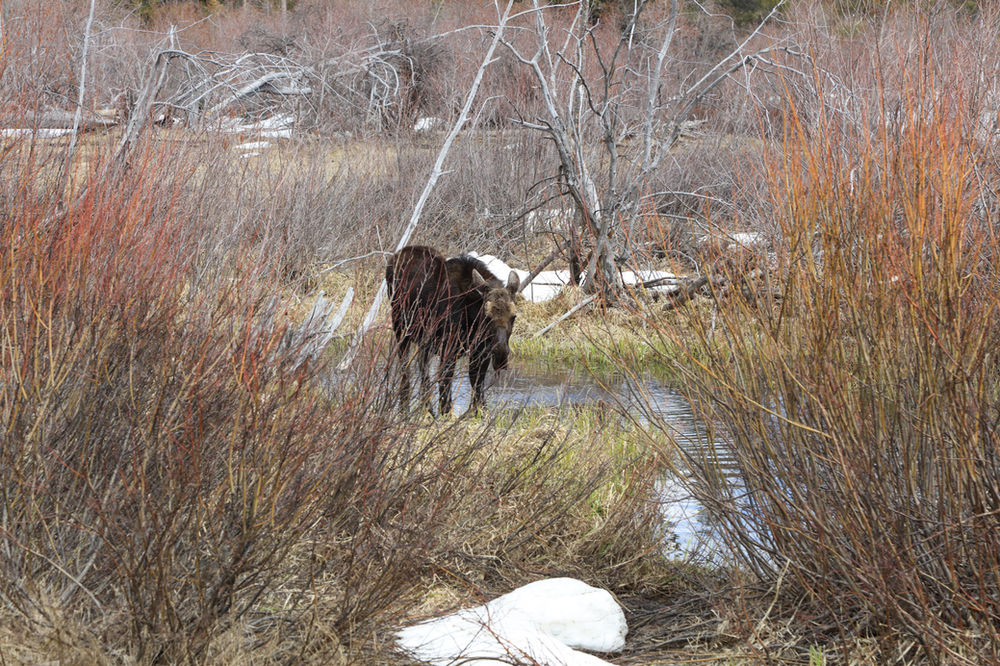 What's the plural of moose?