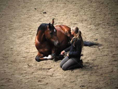Tierkommunikation: Geheimnisse für bessere Beziehungen