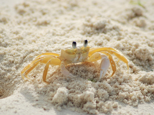 Caranguejo “maria-farinha” como indicador de impacto ambiental